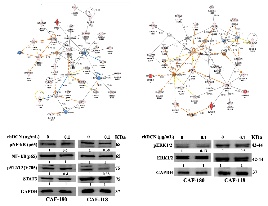 Figure01 Preclinical investigations of the use of decorin as gene therapeutic molecule against cance