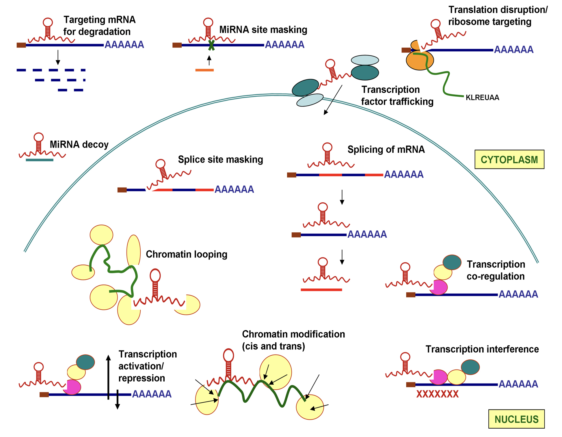 Figure01 Elucidating the role of noncoding RNAs ncRNAs in thyroid cancer