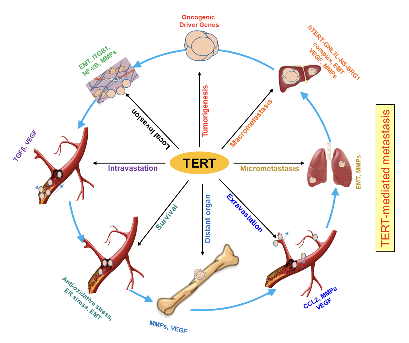 Figure01 Analysis of genetic alterations of TERT and telomerase complex genes promoters in thyroid c