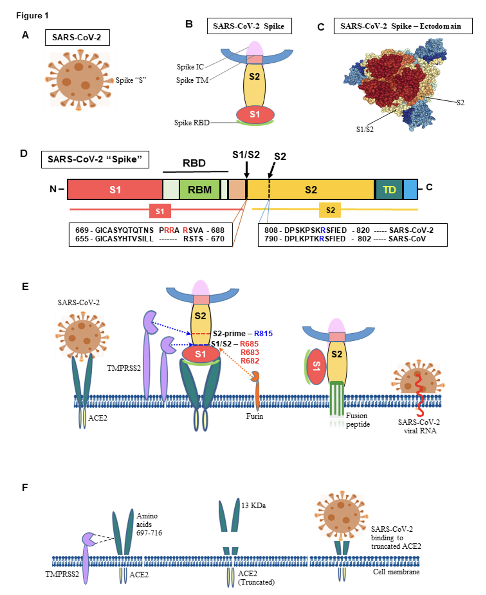 Figure01 Determining the molecular mechanisms of the SARSCoV2induced thyroid diseases and viral impa