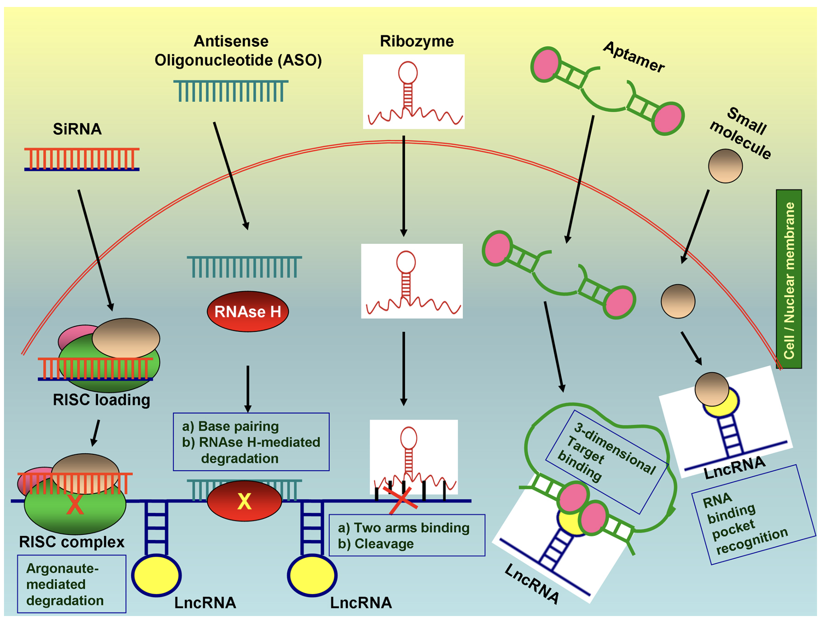 Figure02 Elucidating the role of noncoding RNAs ncRNAs in thyroid cancer