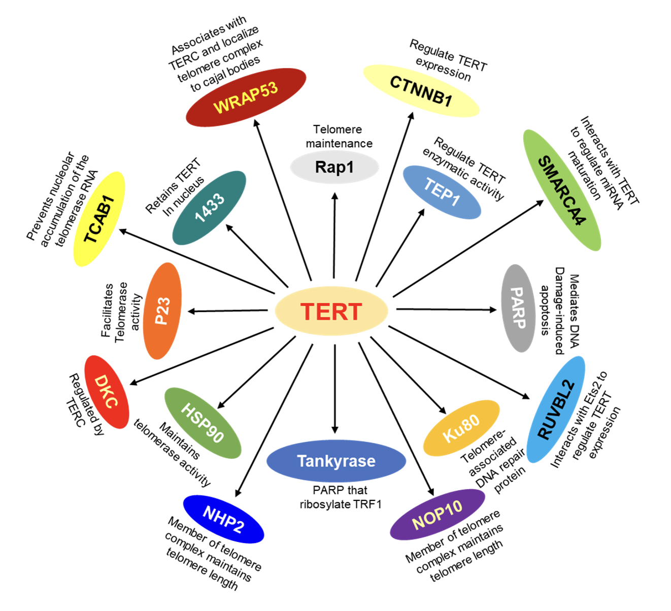Figure02 Analysis of genetic alterations of TERT and telomerase complex genes promoters in thyroid c