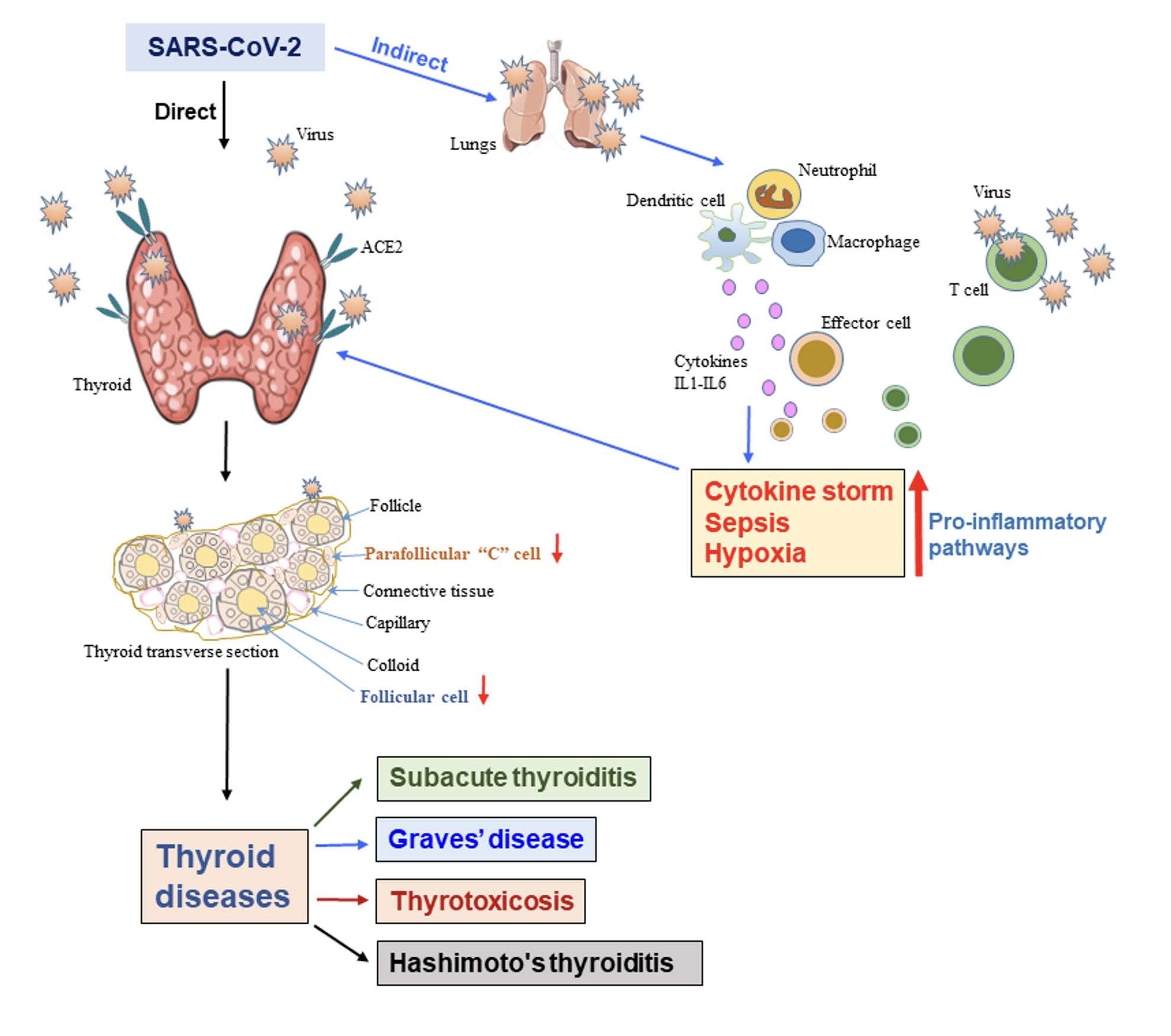 Figure02 Determining the molecular mechanisms of the SARSCoV2induced thyroid diseases and viral impa