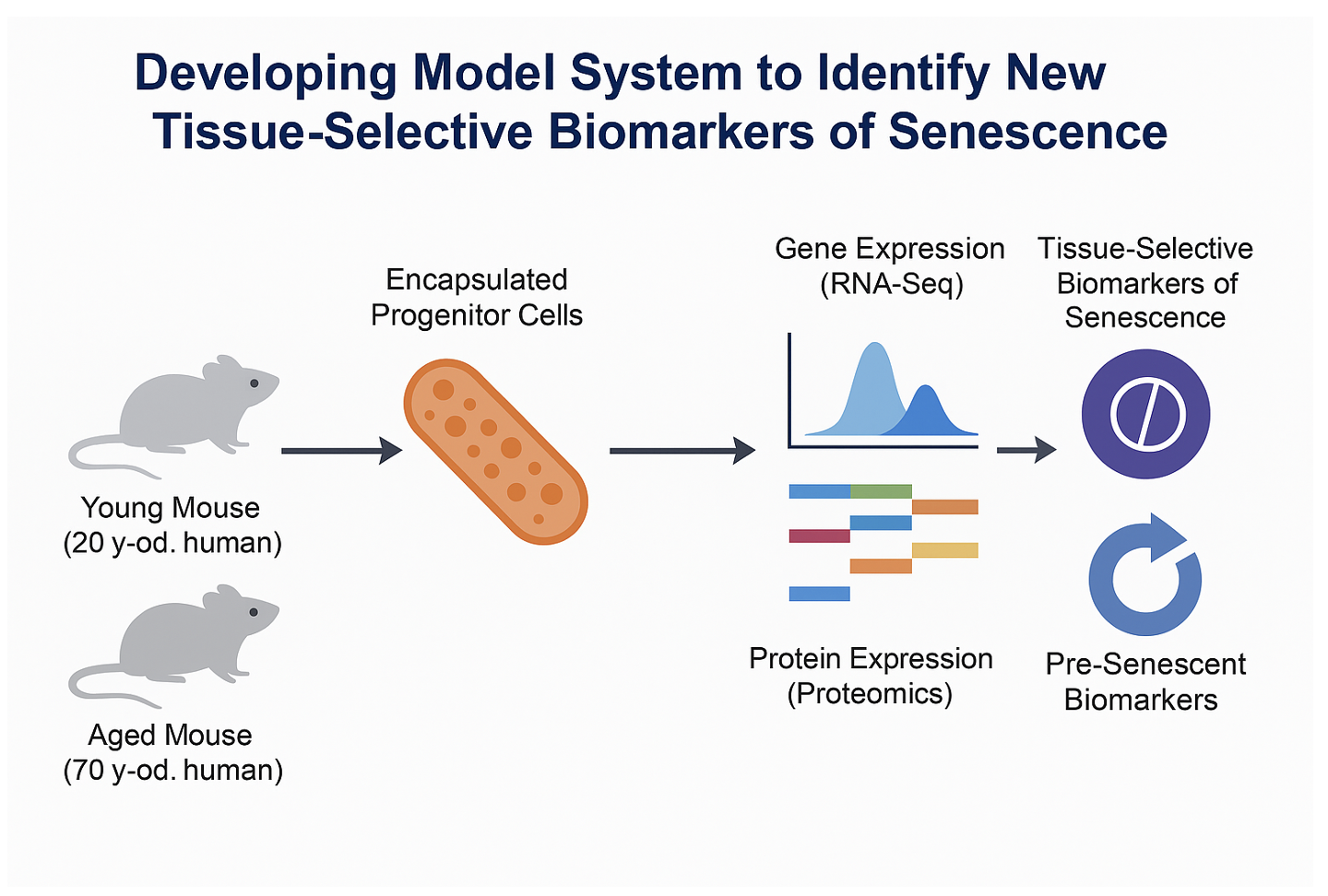 Figure01 Developing Model System to Identify New Tissue-Selective Biomarkers of Senescence