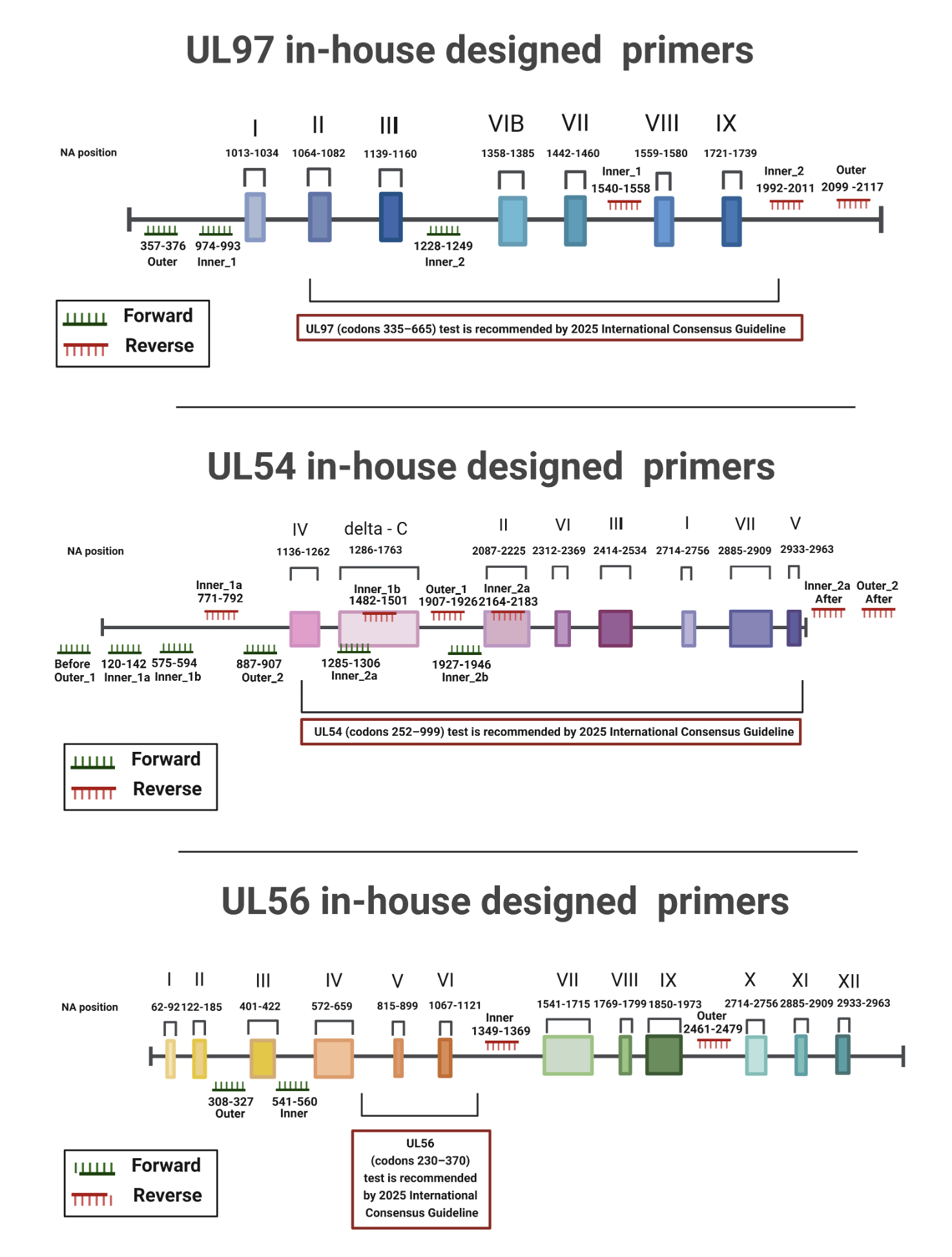 Figure02 Development of an Inhouse Assay for Detecting Human Cytomegalovirus DrugResistance Mutation