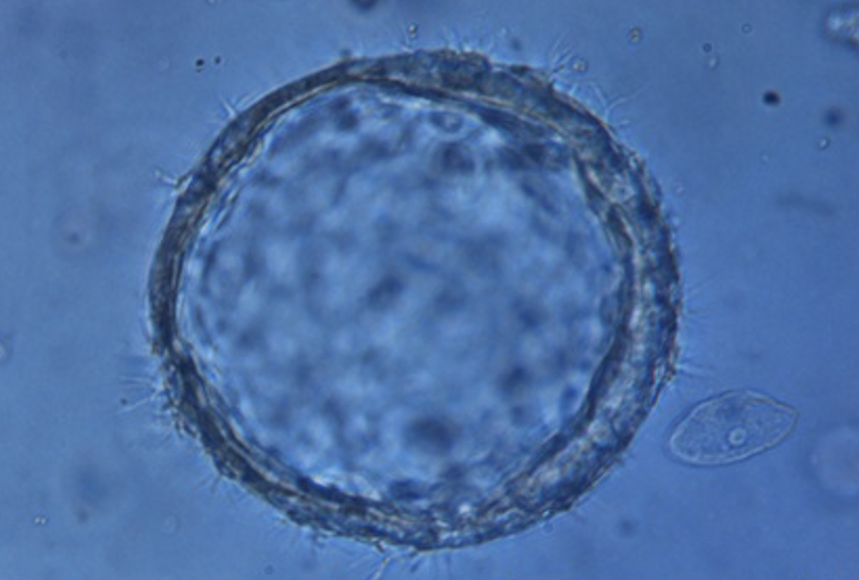 Figure01 Generation and characterization of sheep and baboon endometrial organoids to assess their a