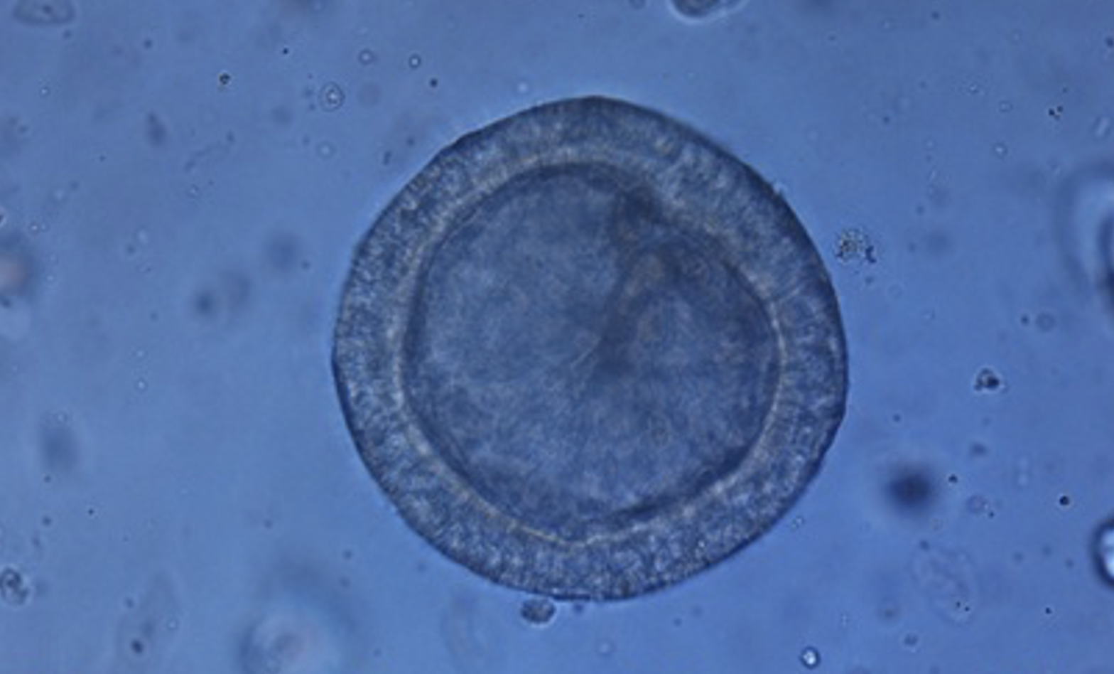 Figure02 Generation and characterization of sheep and baboon endometrial organoids to assess their a
