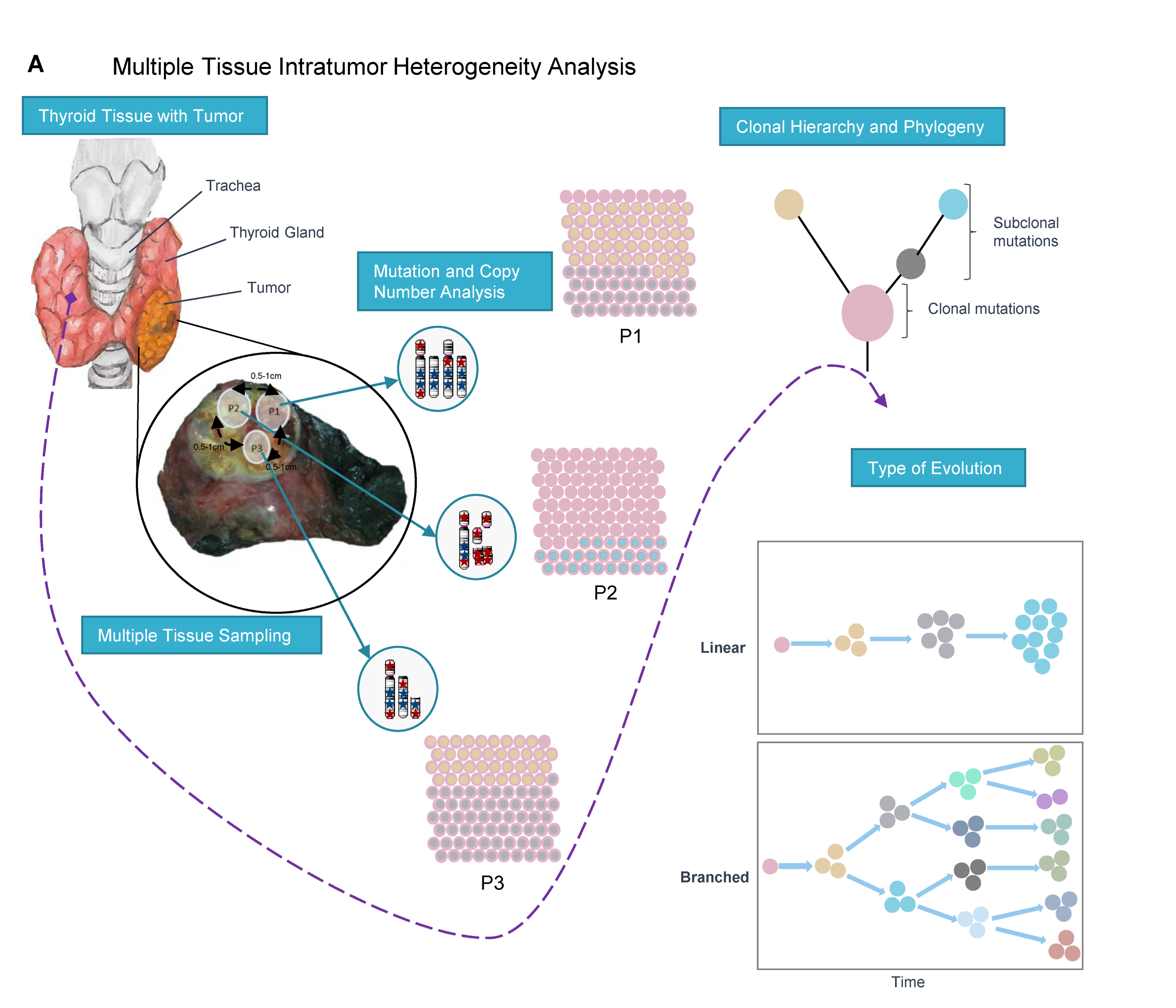 Figure01  Identifying Molecular Signature of Saudi Thyroid Cancer Using Next Generation Sequencing T