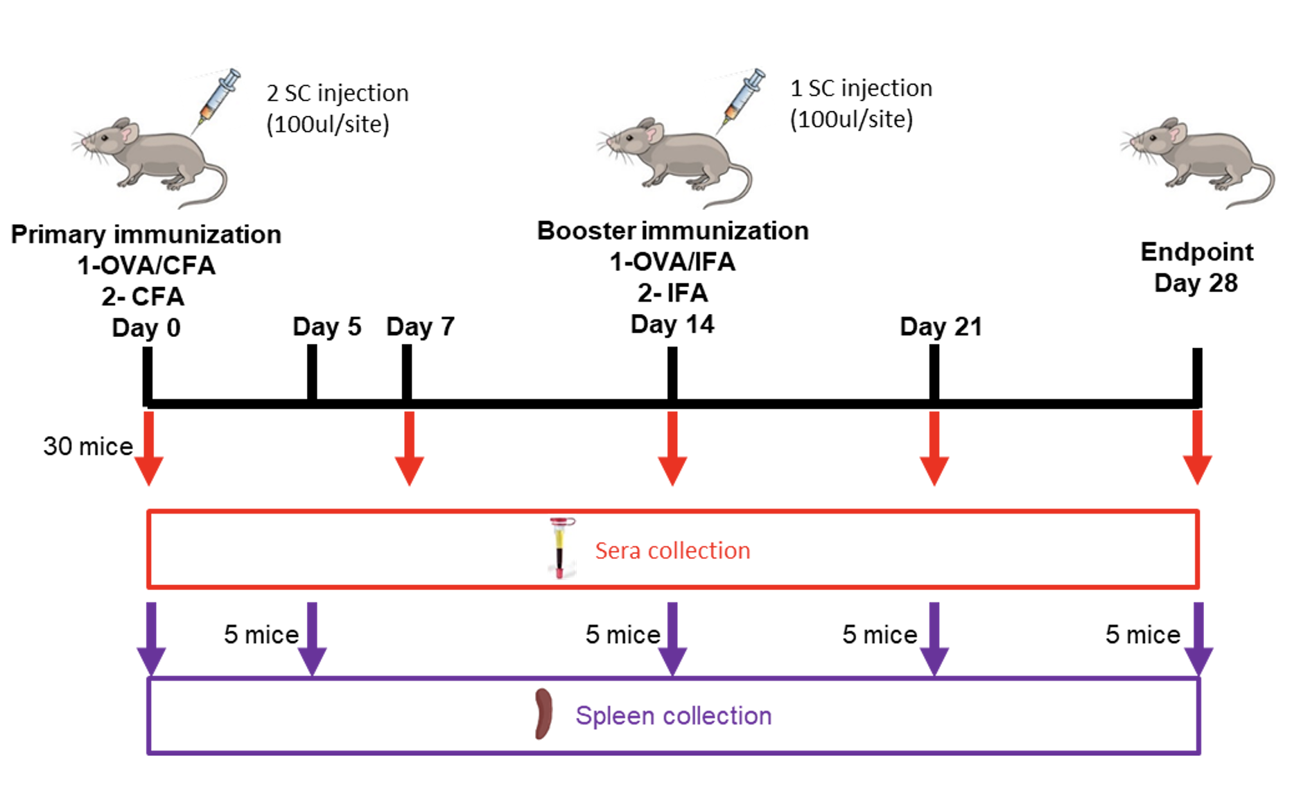 mo-figure-01-fascin in adaptive