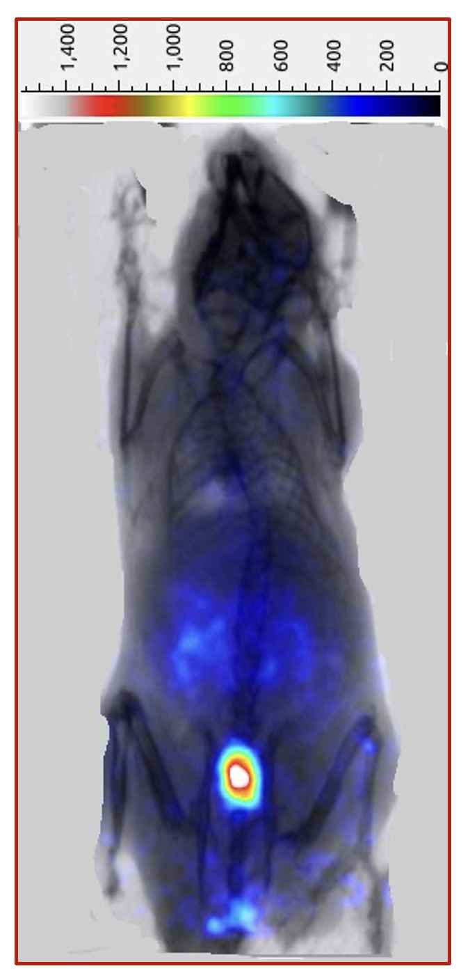 Figure04 Production of Zirconium89 and development of Zirconium89 and other positron emitting emergi